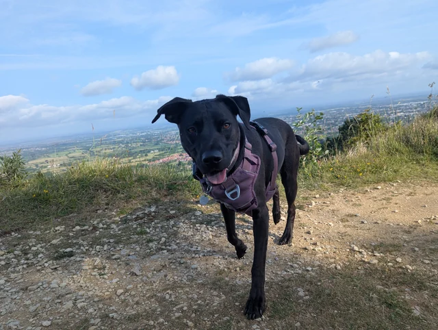 Luna wearing a purple harness on a countryside walk